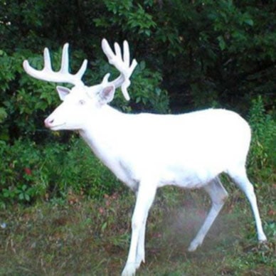 sound-yeti-jim-t-white-deer-sound-designer